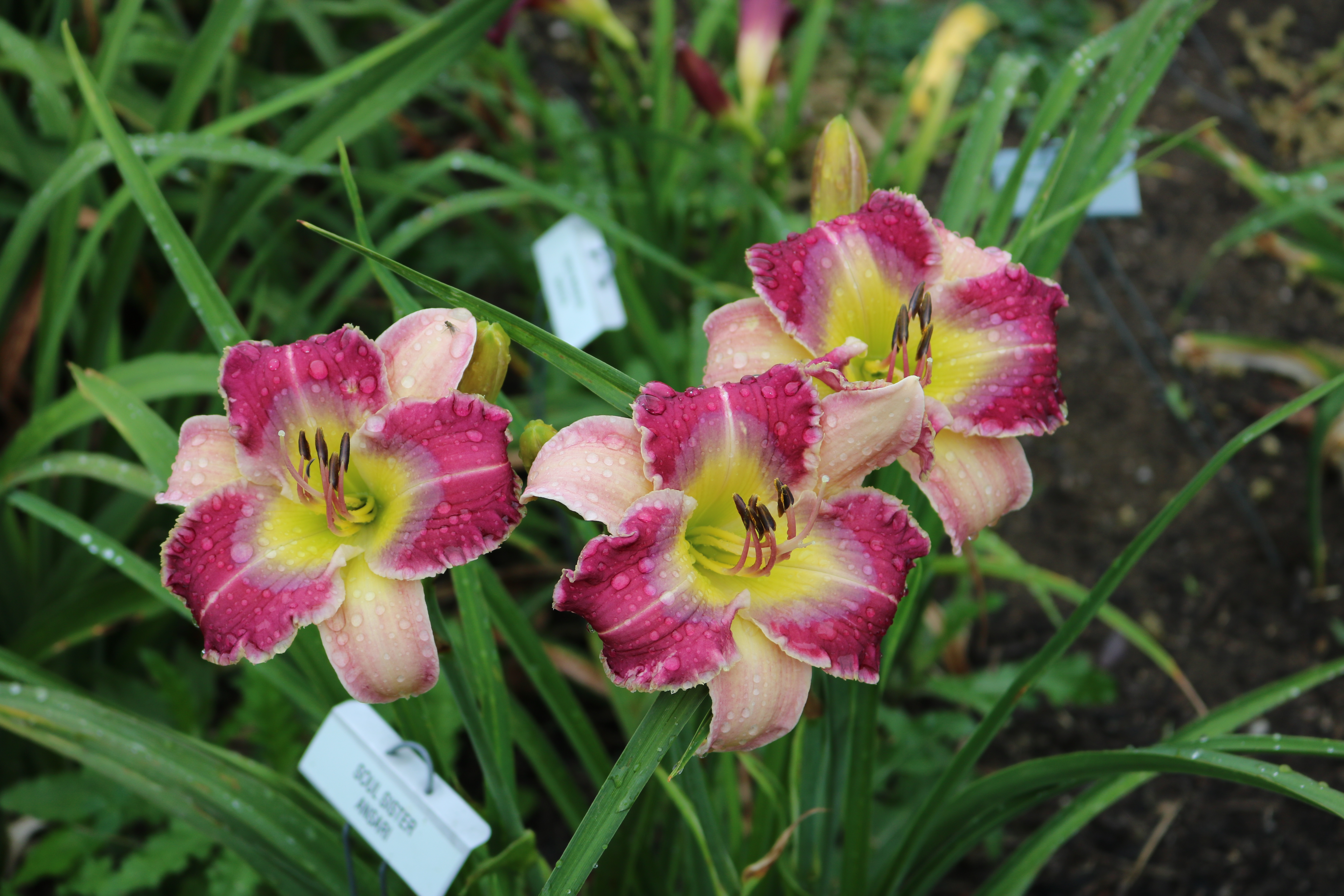 Dorsets n Daylilies • Daylilies