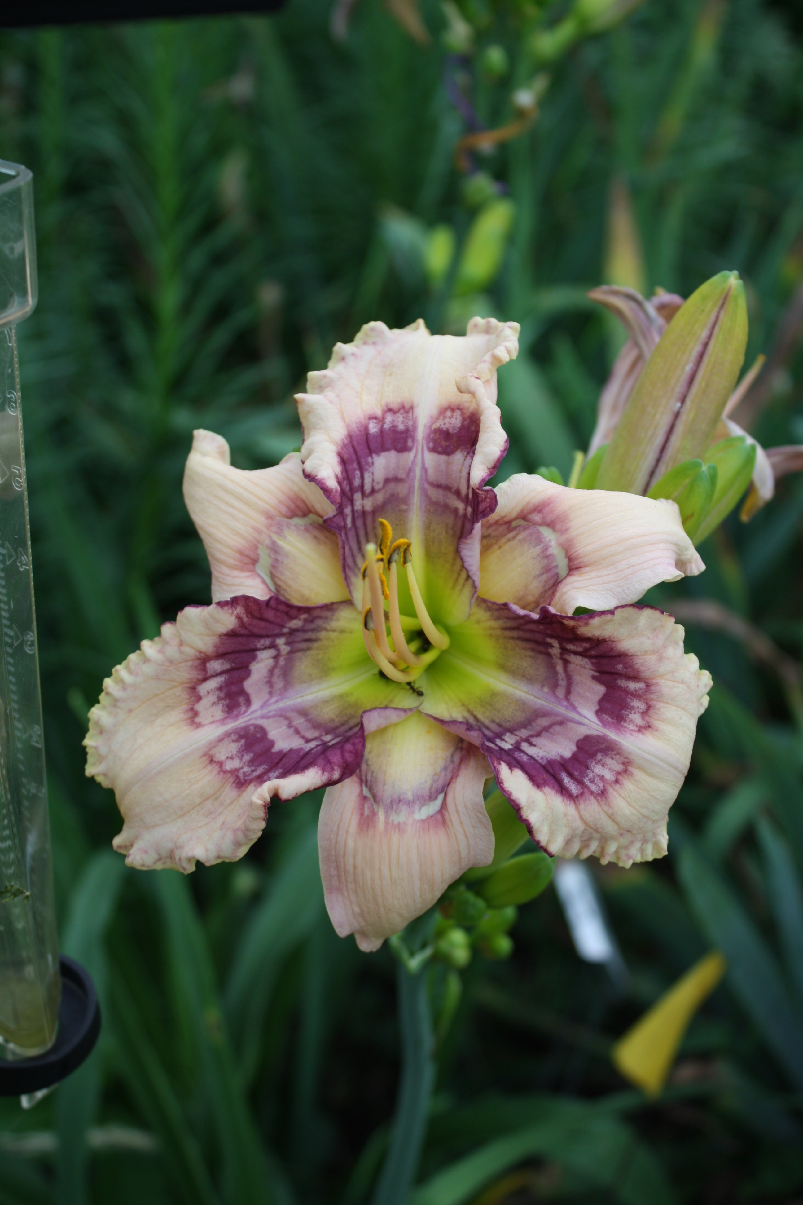 Dorsets n Daylilies • Daylilies