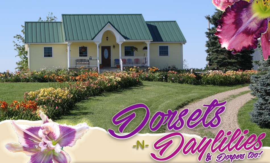 Dorsets n Daylilies