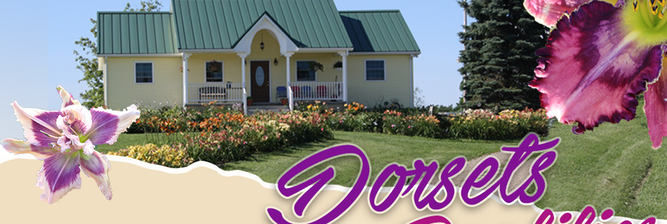 Dorsets n Daylilies